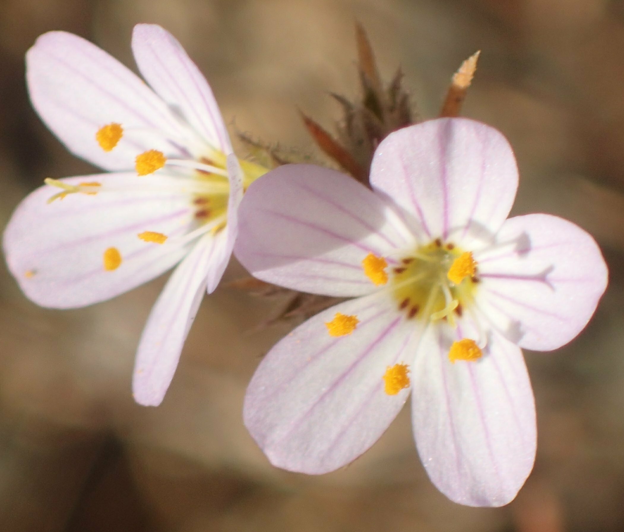 High Resolution Leptosiphon grandiflorus Flower